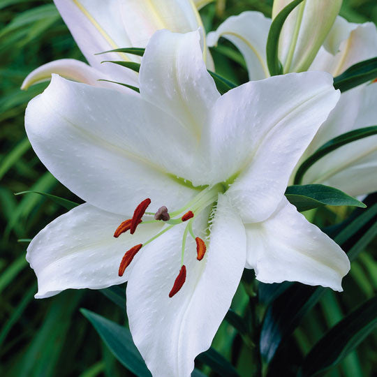 Hardy Lilies Nova Zembla Flower Bulbs