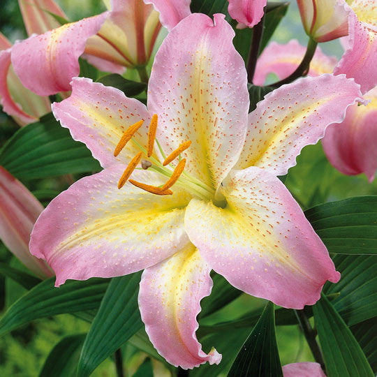 pink white lily flower Hardy Lilies Pink Mystery - Plant Information
