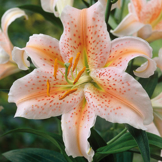 Hardy Lilies Salmon Flower Bulbs