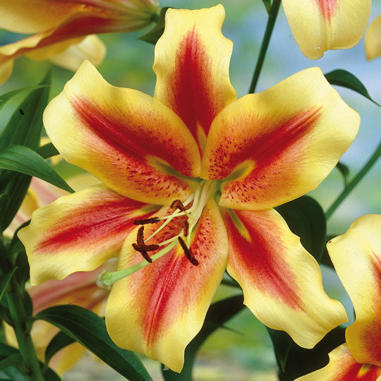 Hardy Lilies Shocking - Plant Information by TotalGreen Holland