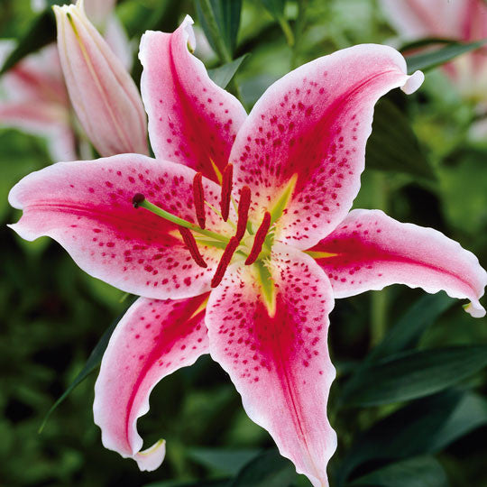 Hardy Lilies Stargazer - Plant Information - TotalGreen Holland