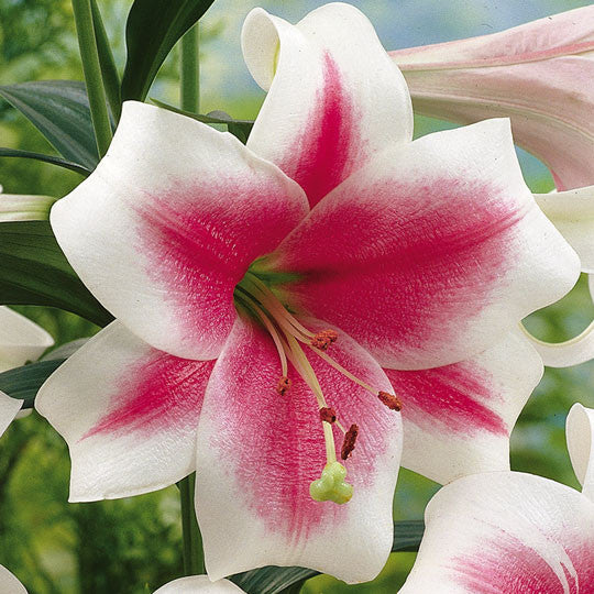 Hardy Lilies Triumphator Flower Bulbs