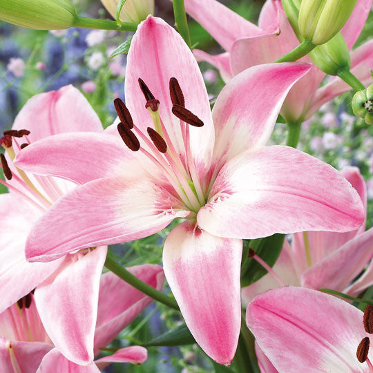 Hardy Lilies Vermeer Flower Bulbs