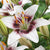 Hardy Lilies White Pixels Flower Bulbs
