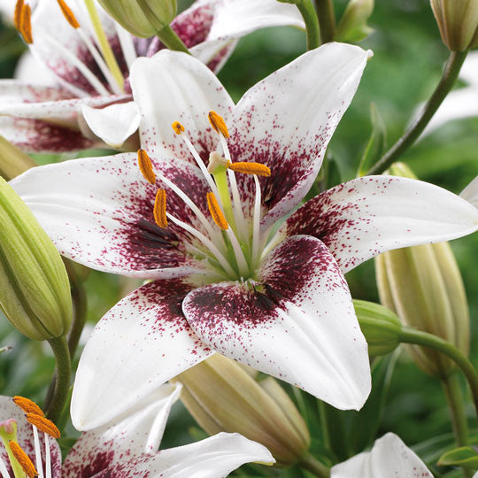 Hardy Lilies White Pixels - Planting Information - TotalGreen Holland