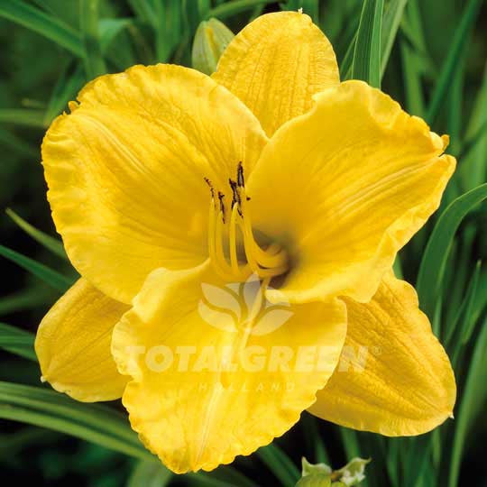 Daylily Hemerocallis Yellow Flower Bulbs