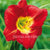 Daylily Hemerocallis Red Flower Bulbs