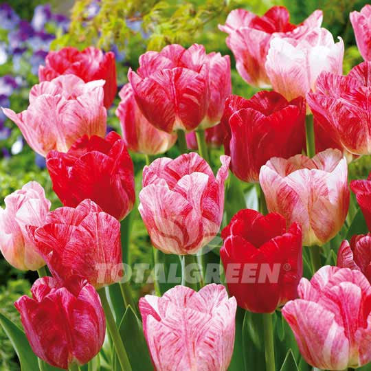Tulips Triumph Hemisphere