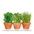 Kitchen Herb Trio Grow Kit Parsley - Basil - Chives