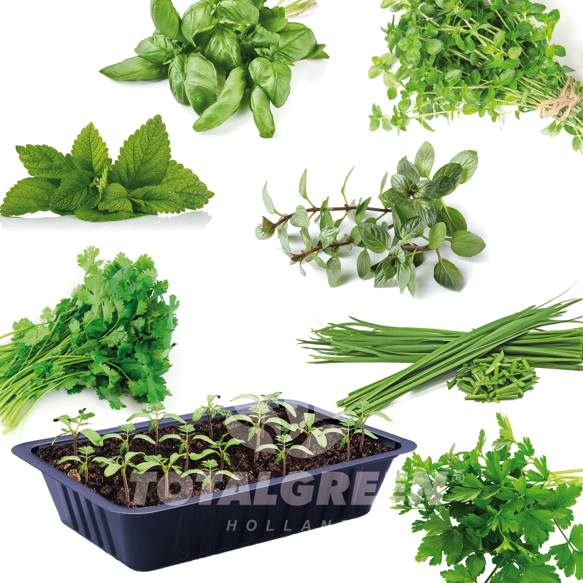 Seed Starter Kits Herbs
