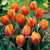 Tulips Triumph Hermitage