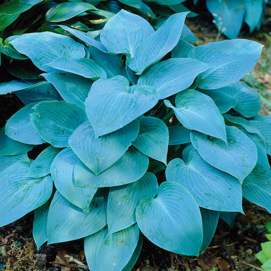 plantain lily flower Hosta Plantain Lily Blue - Planting Information