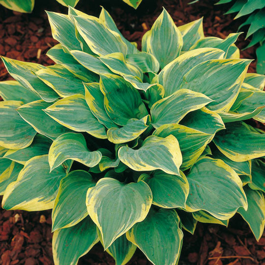 Hosta Franciss Williams Flower Bulbs