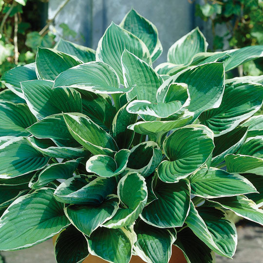 hosta lily flower Hosta Plantain Lily Variegated - Planting Information