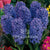 Hyacinths Blue Flower Bulbs