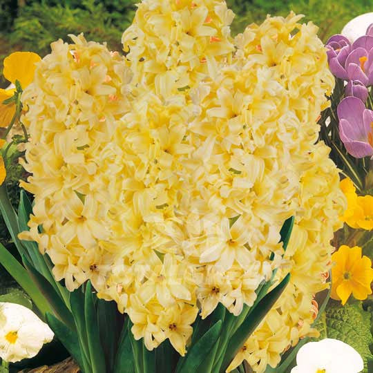 Hyacinths Yellow