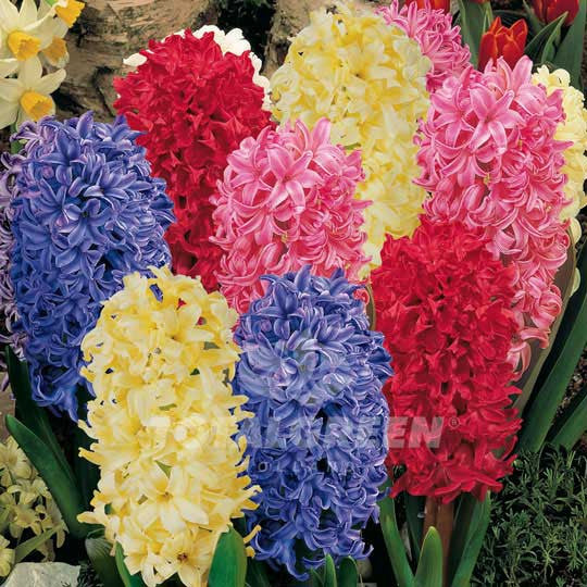 Hyacinths Mixed Flower Bulbs