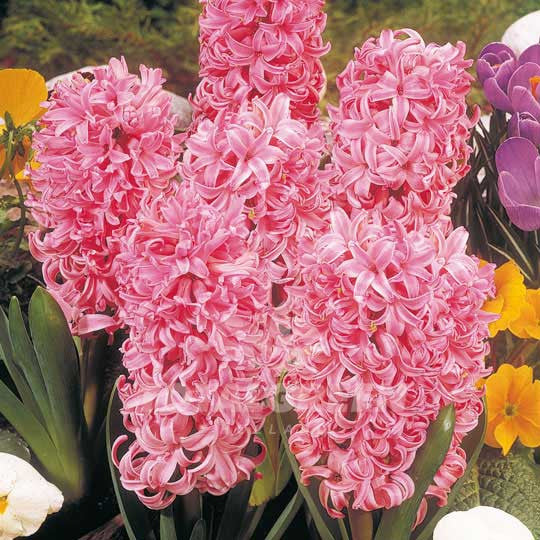 Hyacinths Pink Flower Bulbs