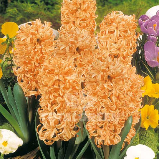 Hyacinths Salmon Flower Bulbs