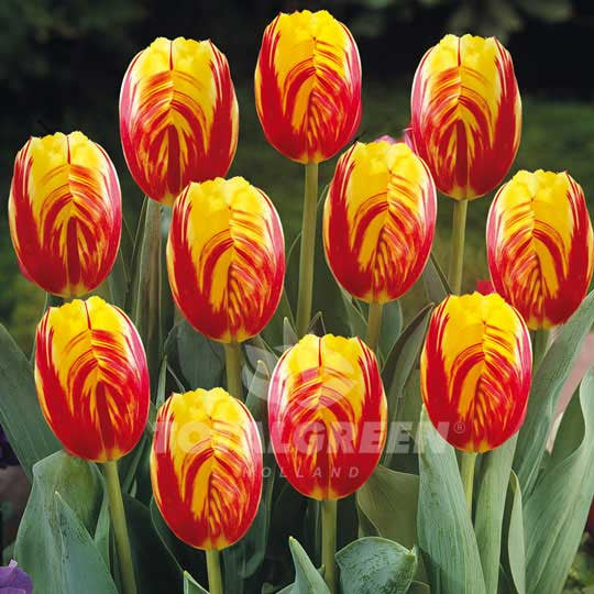 Tulips Triumph Red Yellow