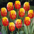 Tulips Triumph Red Yellow