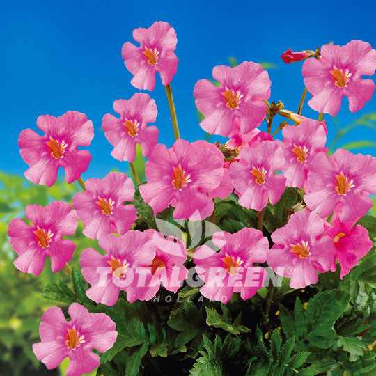 Hardy Gloxinia Incarvillea Delavayi Pink