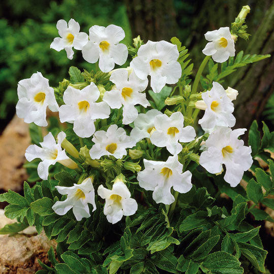 Hardy Gloxinia Incarvillea Delavayi Flower Bulbs