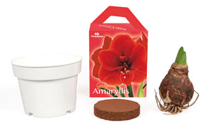 Unique Amaryllis Grow Kit - Amazon
