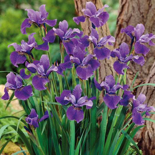 Iris Siberica Siberian Iris Flower Bulbs