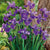 Iris Siberica Siberian Iris Flower Bulbs