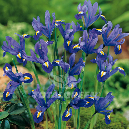 Iris Hollandica Blue Flower Bulbs