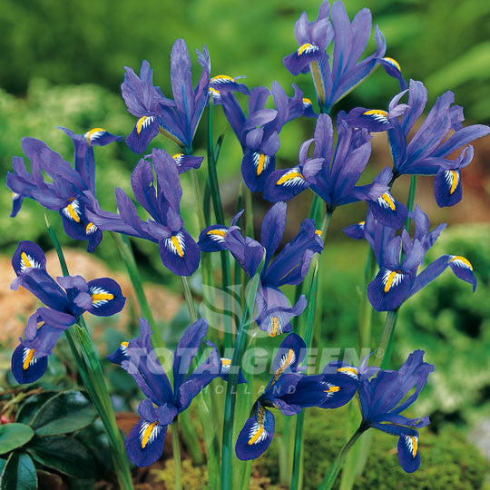 Iris Hollandica Blue Flower Bulbs