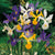 Dutch Iris Hollandica Mixed Flower Bulbs
