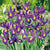 Dutch Iris Purple