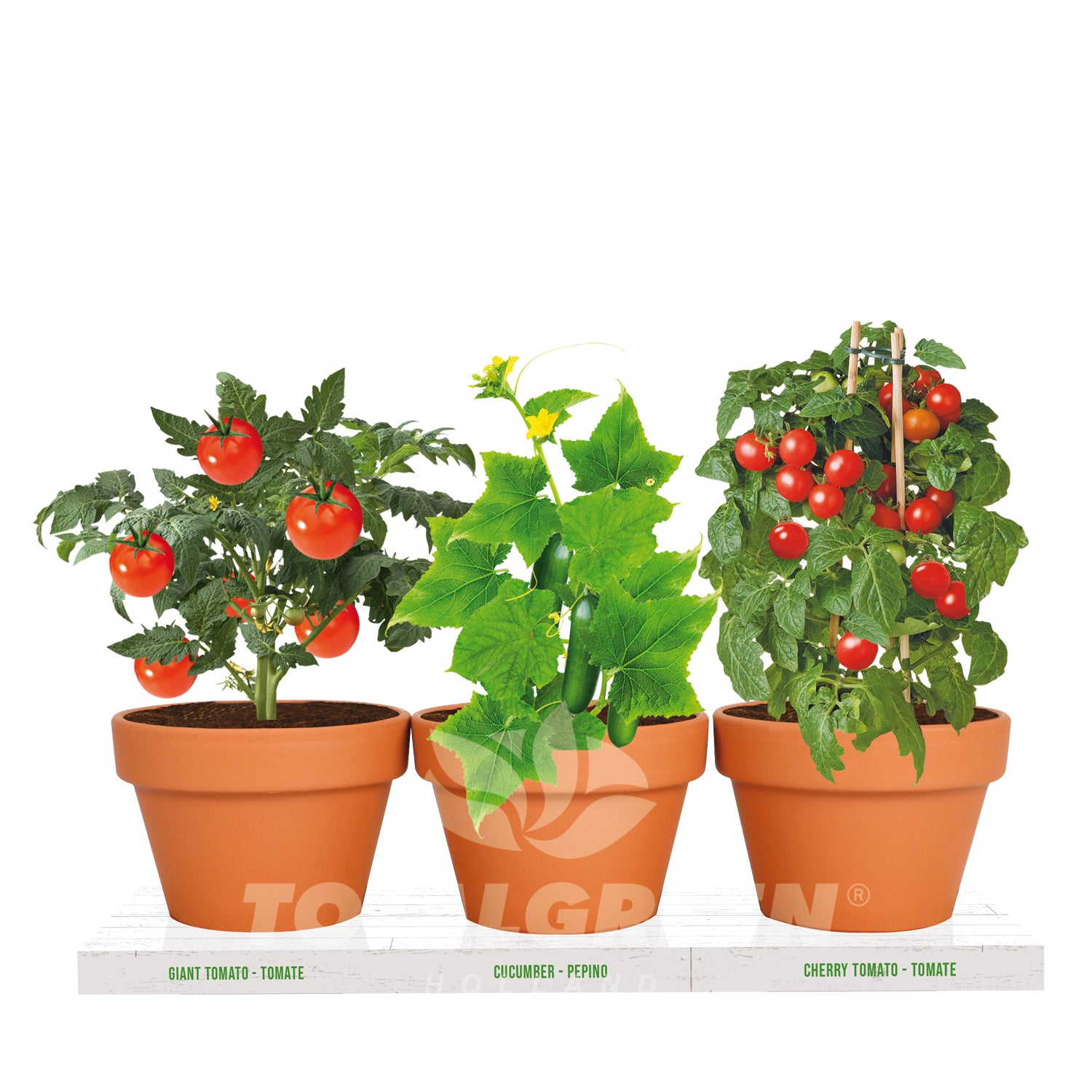 indoor tomato plant kit Kitchen Trio Veggie Grow Kit Tomato - Cucumber - Mini Tomato