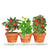 Kitchen Trio Veggie Grow Kit Tomato - Cucumber - Mini Tomato