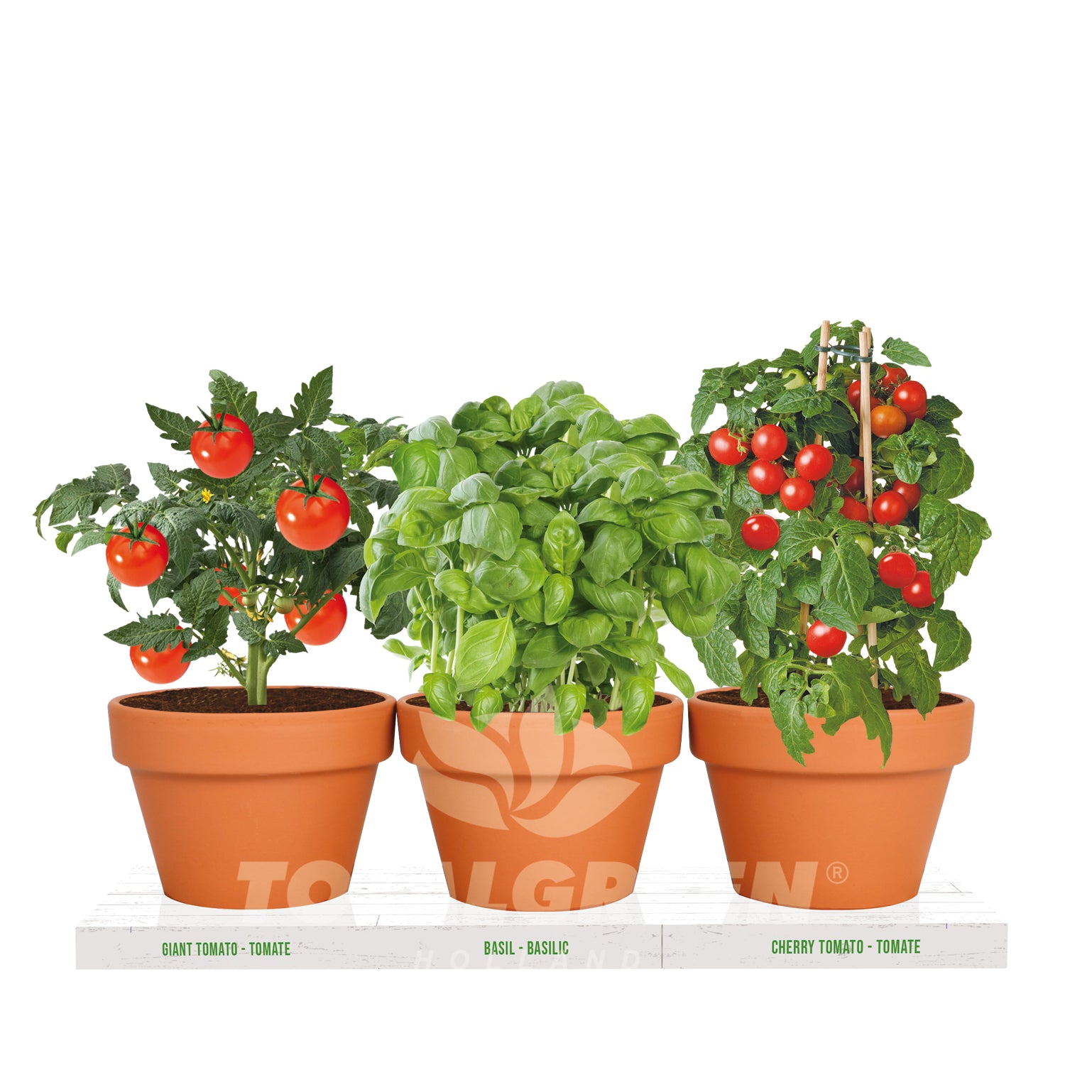 3 tomato plants in one pot Kitchen Trio Grow Kit Tomato - Basil - Mini Tomato