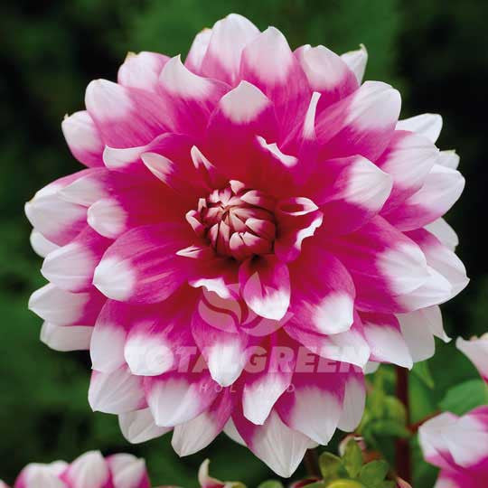 Dahlias Jean Marie Flower Bulbs