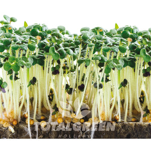 Microgreens Grow Kit