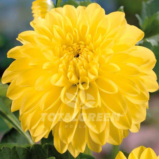 Dahlia Kelvin Floodlight Flower Bulbs