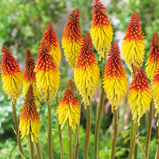 Red Hot Poker Kniphofia Uvaria Flower Bulbs