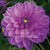 Dahlias Lavender Perfection Flower Bulbs