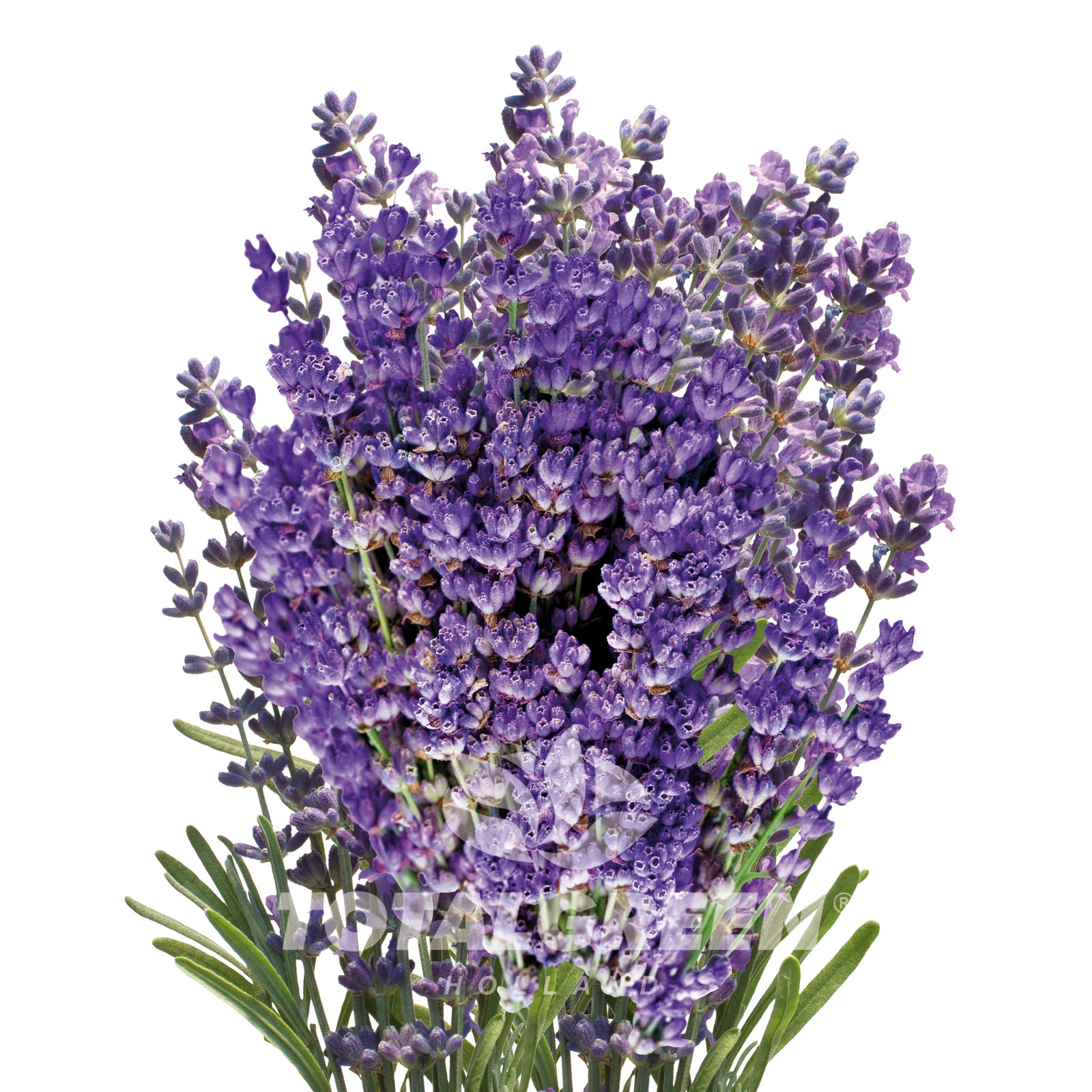 Lavender Grow Kit in Pot
