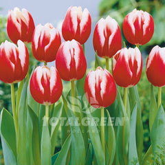 leen-van-der-mark_240x.jpg?v=