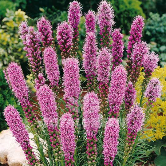 Blazing Star Liatris Spicata Flower Bulbs