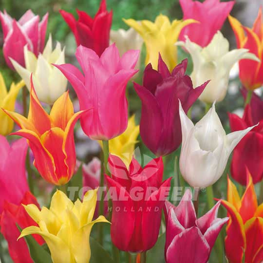 Tulips Lily Flowering Mixed TotalGreen Holland