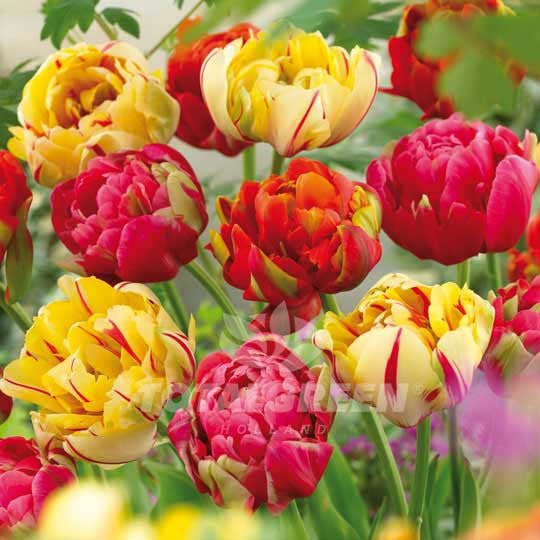 Tulips Collection Memorial Bouquet