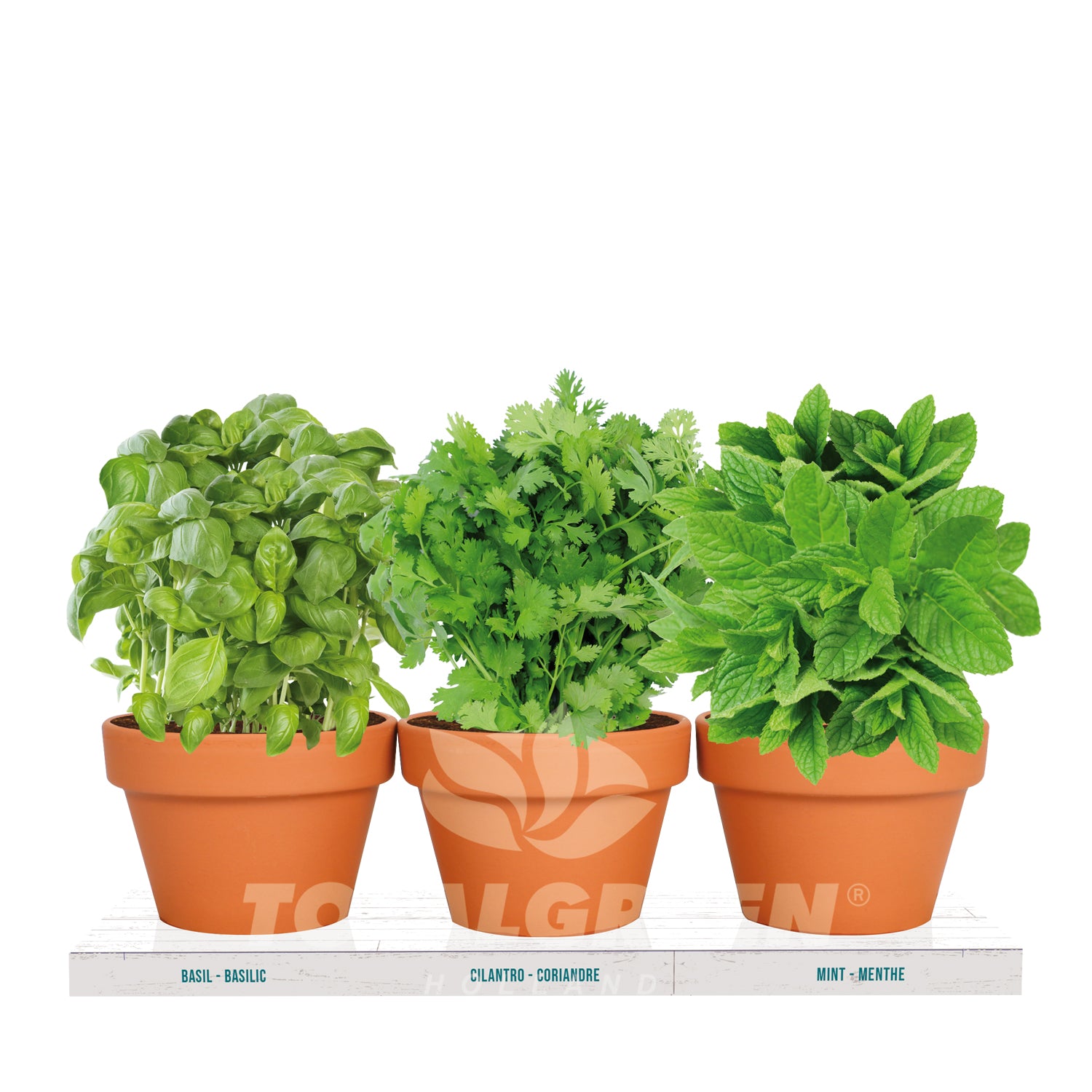 Kitchen Trio Grow Kit Basil Cilantro Mint TotalGreen Holland