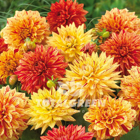 Dahlias Giant Mixed Orange-Yellow