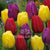Tulips Triumph Purple Yellow Red